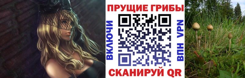 Псилоцибиновые грибы Psilocybe  сколько стоит  Злынка 